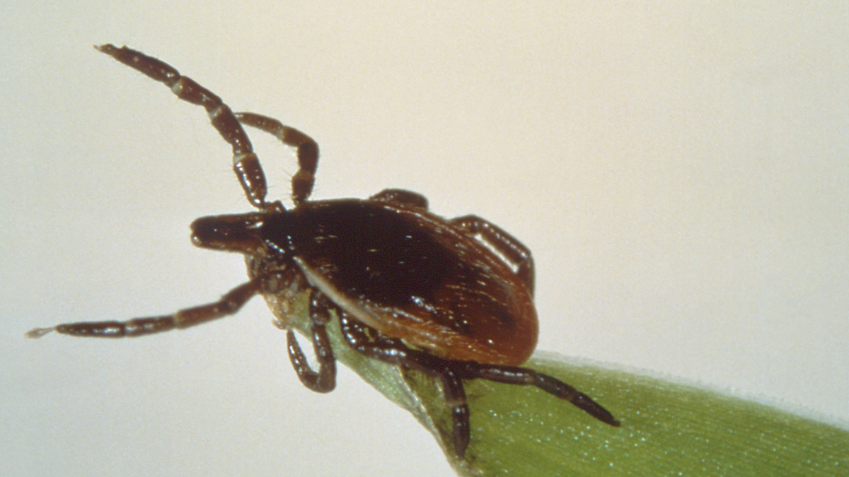 — title missing — Questing Black Legged tick on a blade of grass.