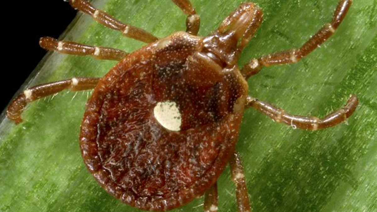 — title missing — A Lone Star tick with a white spot on its back.