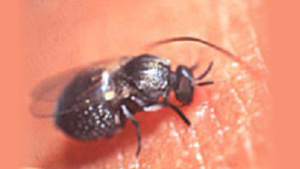 blackfly Blackfly, vector of O. volvulus.