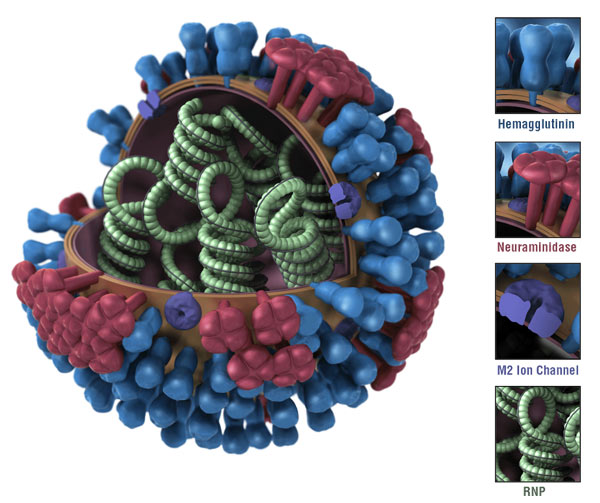 3D View – Sliced with Key – Antigenic Sites 3D View - Sliced with Key - Multiple Colors