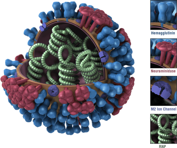 3D Influenza This is a picture of an influenza virus.