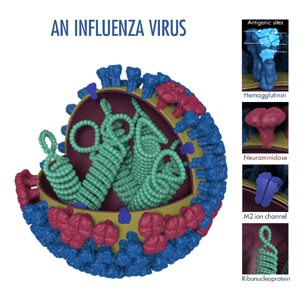 Influenza virus model Influenza virus with HA and NA surface proteins Note: Image tags are not currently exportable. This information is best viewed via the Preview URL.