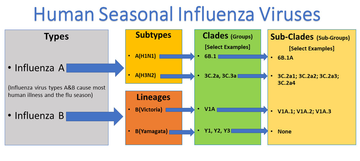 Human Seasonal Influenza Viruses Human Seasonal Influenza Virus