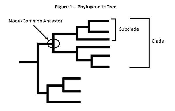 phylogenic-tree-600 figure 1 - phylogenetic tree , node common acestor, subclade, clade
