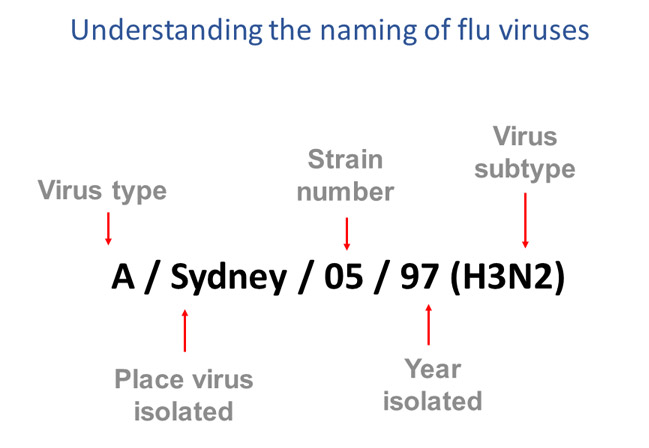 understanding-naming-600 understanding the naming of flu viruses virus type, place virus isolated, strain number, year isolated, virus subtype example a sydney o5 97 (h3n2)