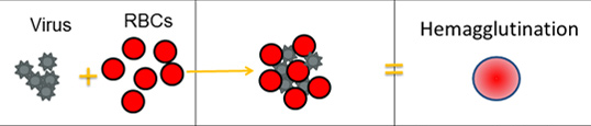 v1 The image shows what hemagglutination looks like in the well of a microtiter plate.