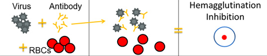 v2 The rightmost section of the image shows what hemagglutination inhibition looks like in the well of a microtiter plate.