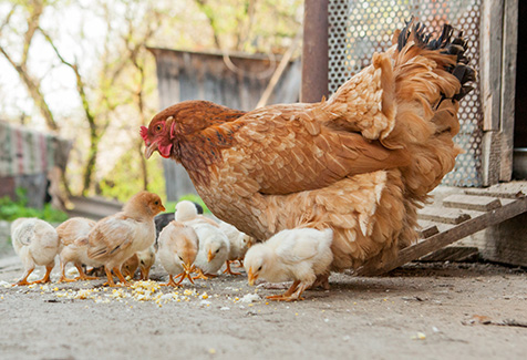backyard poultry backyard poultry