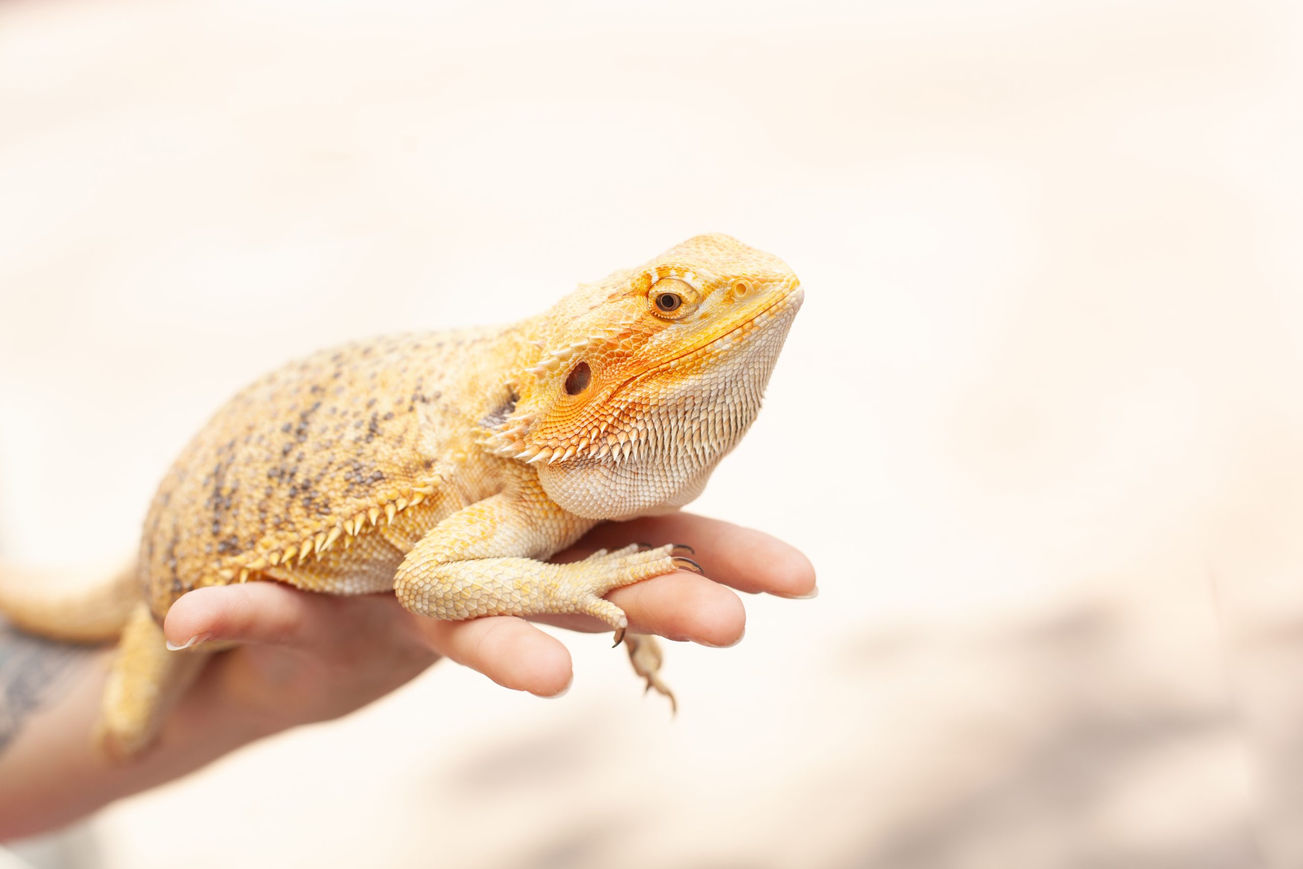 Beard Dragon A bearded dragon