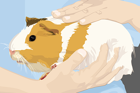 person holding guinea pig