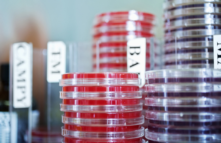 petri-dish-stack-675px.jpg Stacks of Petri dishes – shallow lidded dishes with growth media in which cells can be cultured.