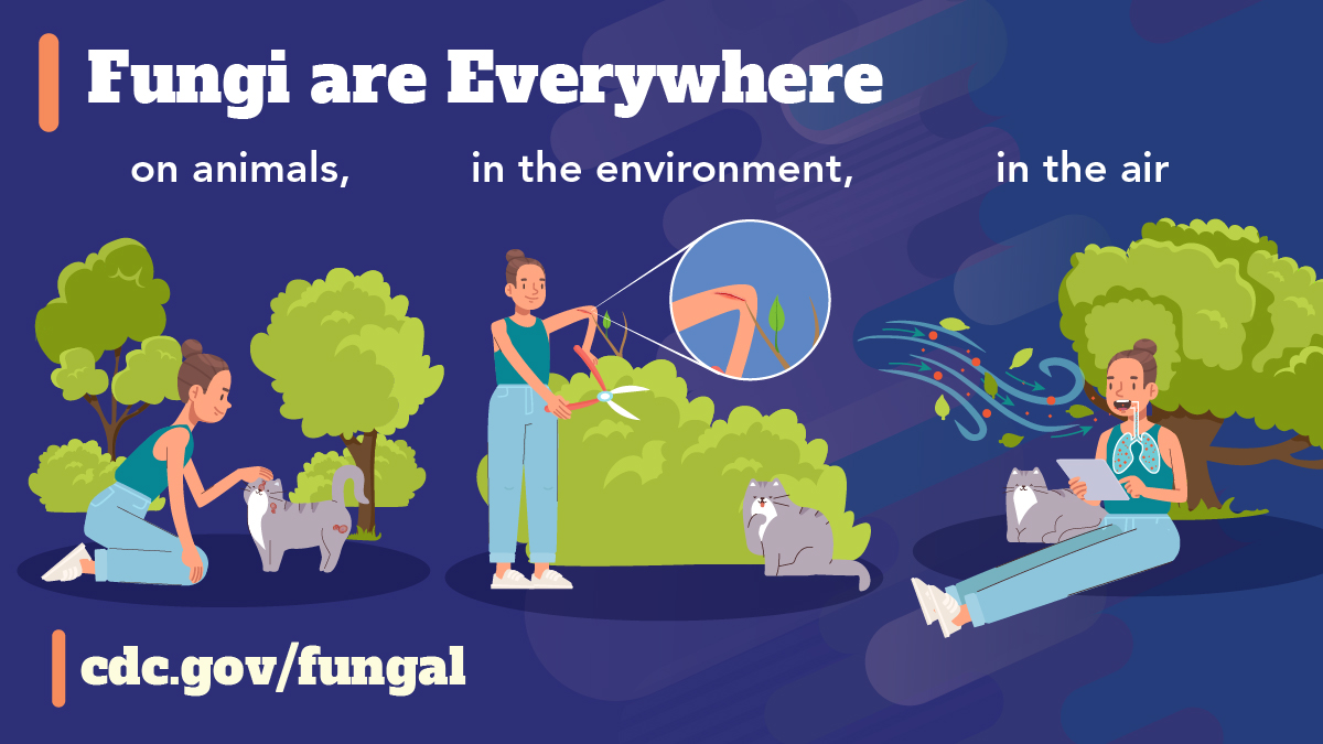 Fungi are Everywhere (Facebook) A person interacting with various outdoor settings including petting a wounded cat, trimming a bush, and sitting in a grassy area while leaves and spores float in the air and into the persons’ lungs. Text reads: “Fungi are everywhere: on animals, in the environment, in the air”