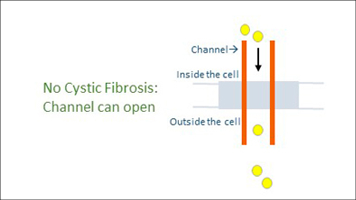 Open channel No cystic fibrosis means the channel can open to allow particles to move in and out of the cell.