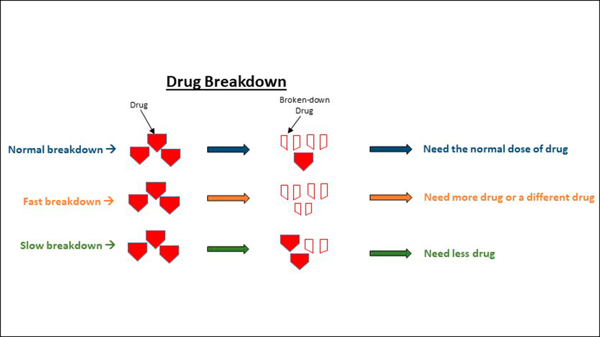 Drug breakdown Drug Breakdown: If your body breaks down the drug normally, then, you need the normal dose of the drug. If your body breaks down the drug faster, then you need more of the drug or a different drug. If your body breaks down the drug slower, then your need less of the drug.