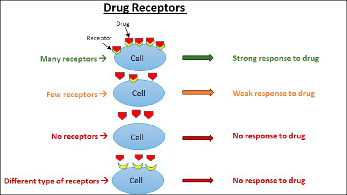 Drug receptors Drug Receptors: If your cells have many receptors for the drug, then you will have a strong response to the drug. If your cells have few receptors, then you will have a weak response to the drug. If your cells have no receptors, then you will not respond to the drug. If your cells have different receptors and the drug cannot attach to them, then you will have no response to the drug.