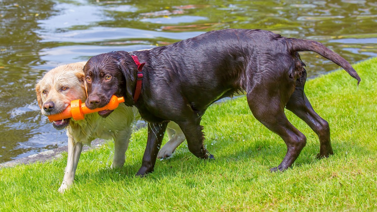 Dogs with toy near water Two wet retriever dogs have one toy in both of their mouths. The dogs are outside on a grassy slope next to water.