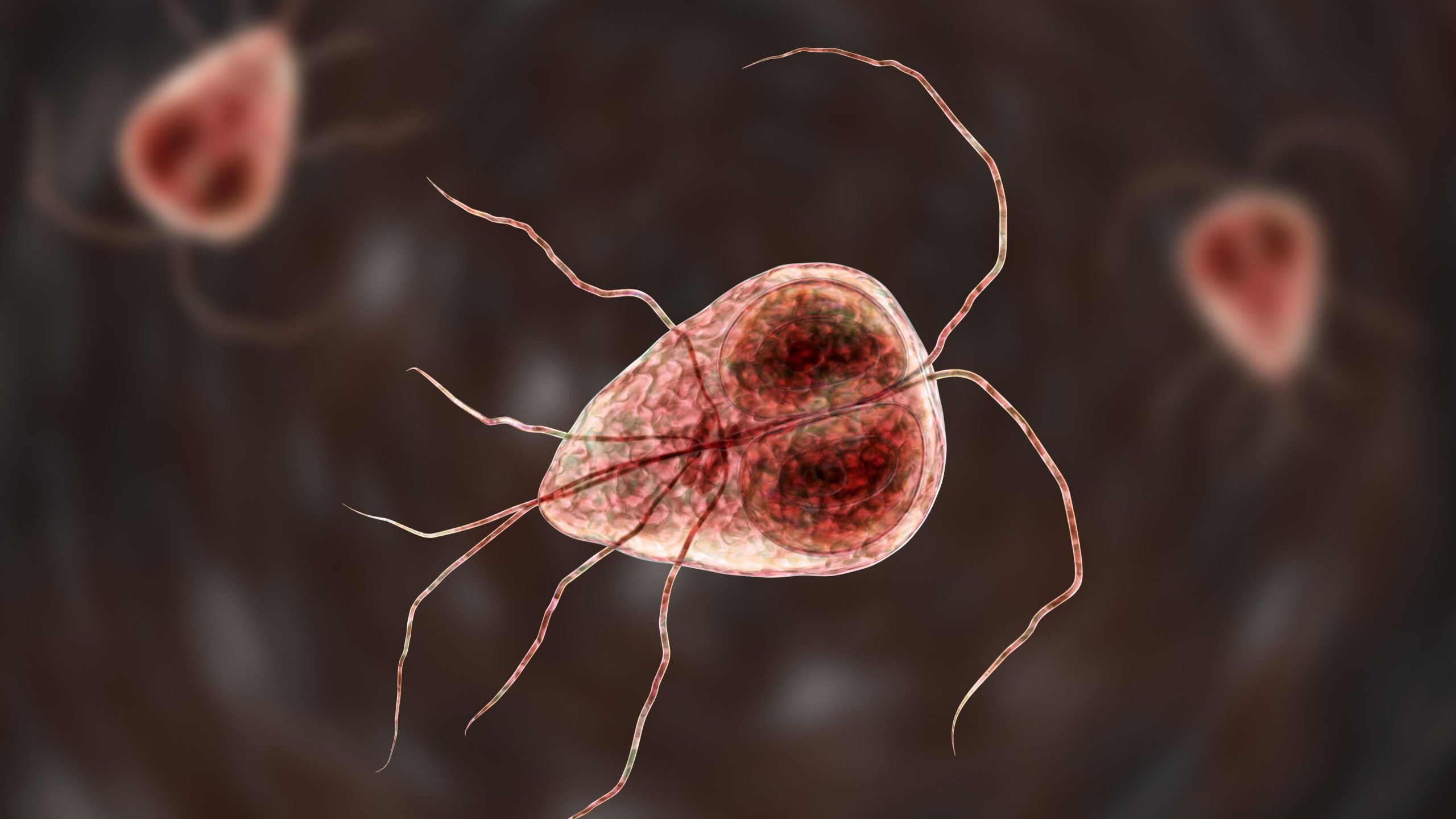 — title missing — Illustration of three Giardia parasites