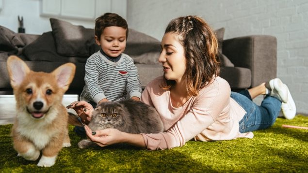 Dog and cat with family Woman lying on a living room floor holds a fluffy cat while a young child pets it. A Corgi dog is walking near the cat and people.