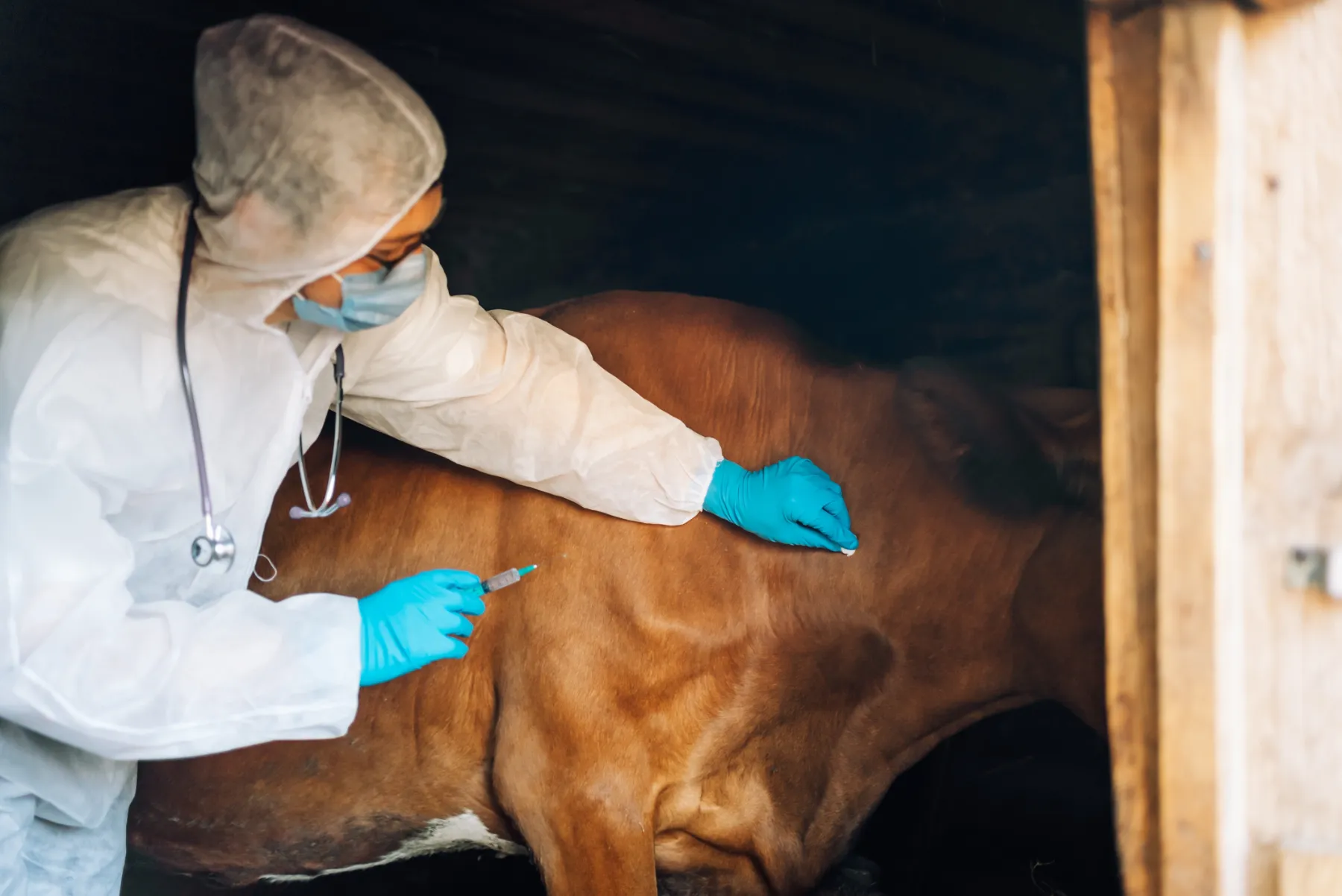 East-Africa-Anthrax A man in white protective gear and blue gloves leans over to examine and touch a brown cow.