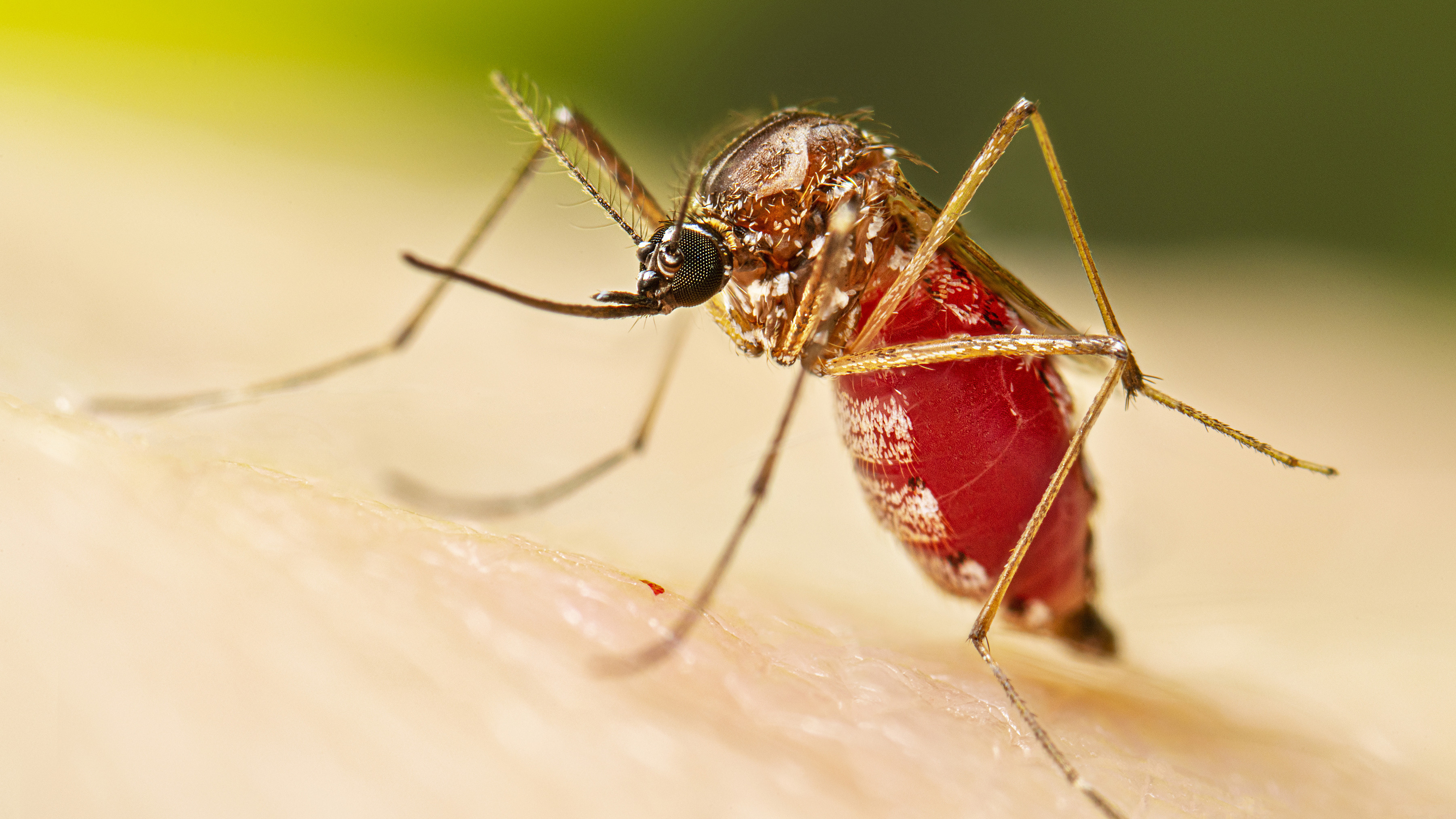Aedes aegypti_16x9 A close-up of a female Aedes aegypti mosquito on a human arm