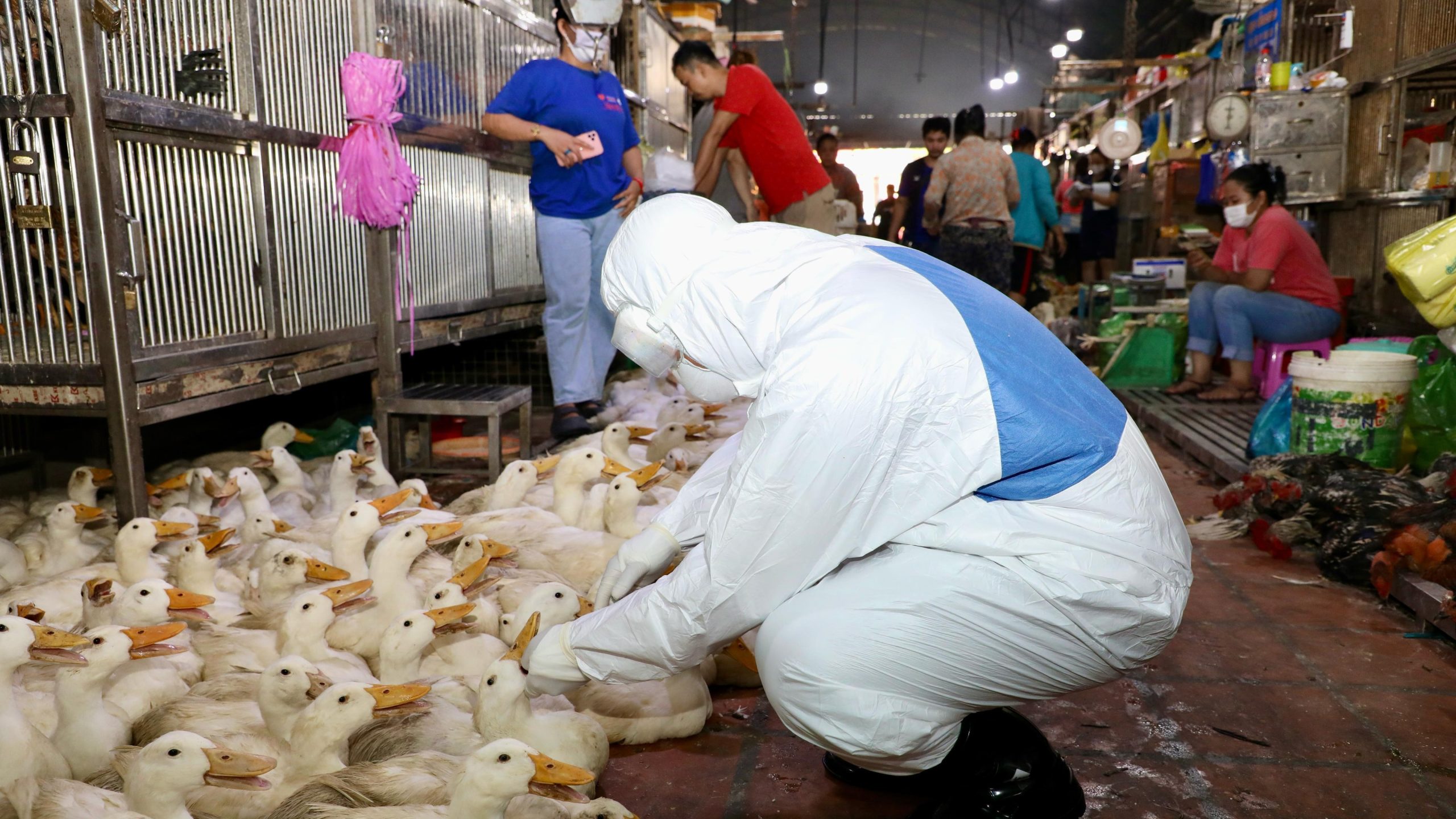 DataSurveill_Bird Flu_2024 Annual Report An individual in a protective white suit squats in a market observing a flock of ducks.