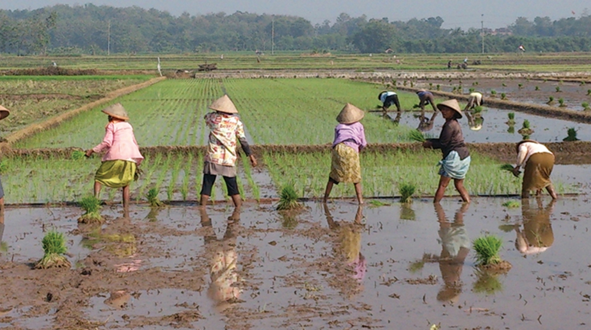 A marsh-like field with five women gathering or planting their crops. There are three more people ahead doing the same.