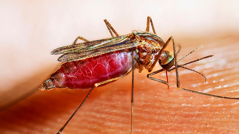 — title missing — Female Anopheles quadrimaculatus mosquito landing on human skin