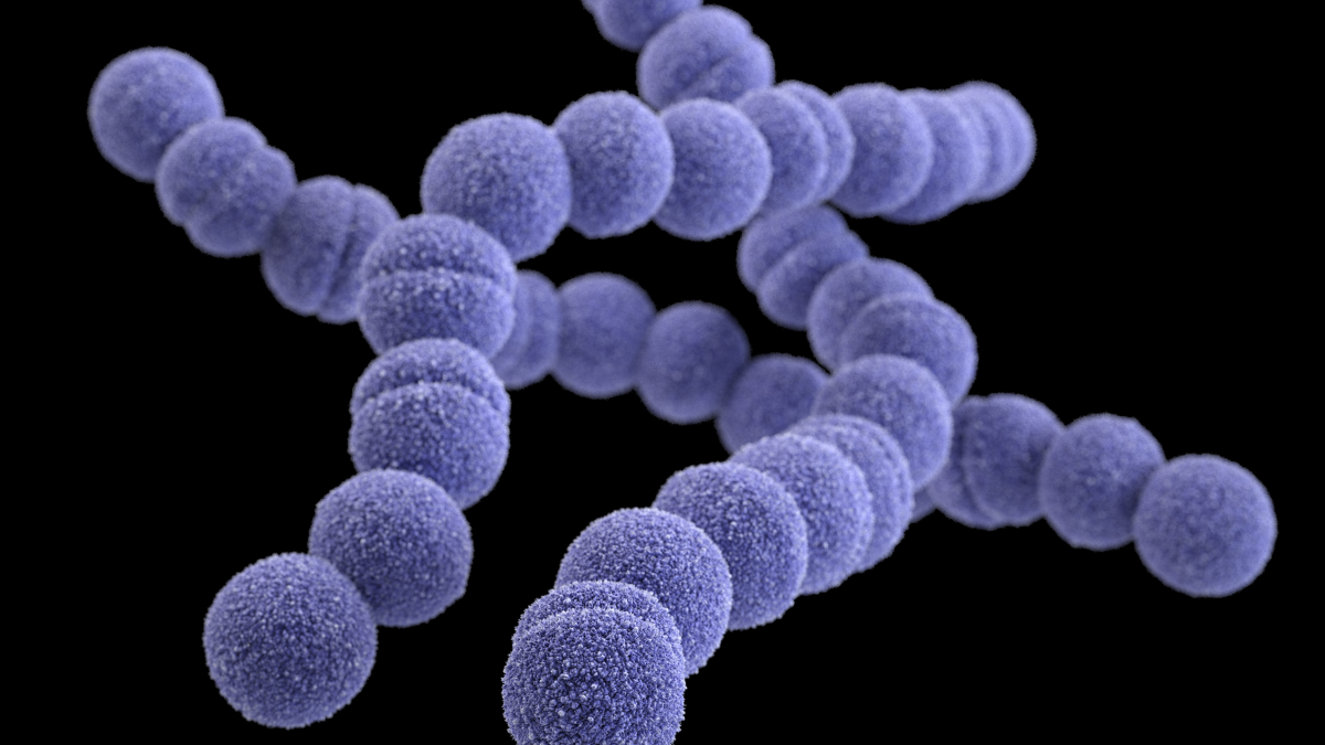 — title missing — A computer-generated image of group A Streptococcus based on scanning electron microscopic imagery.