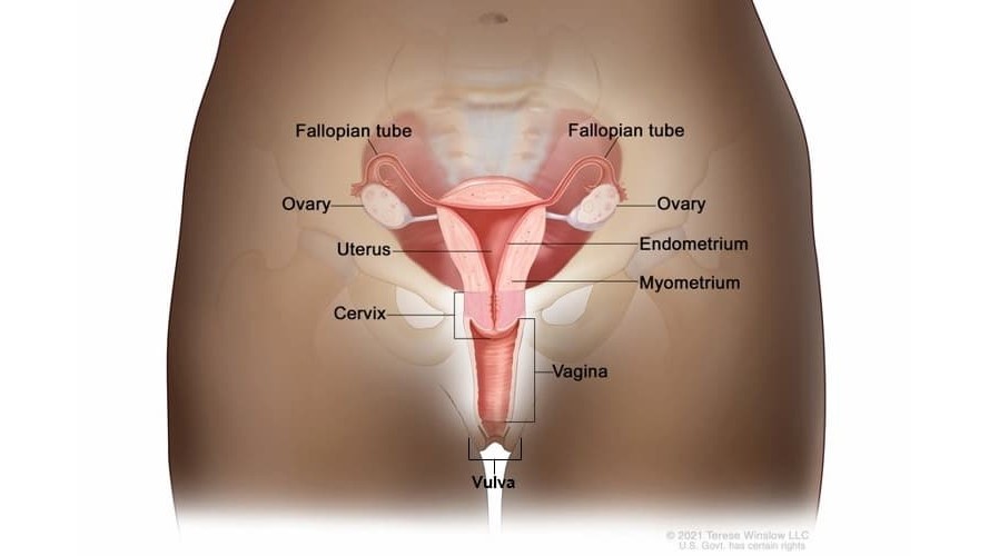 GYN Diagram Medical illustration of a woman's reproductive system