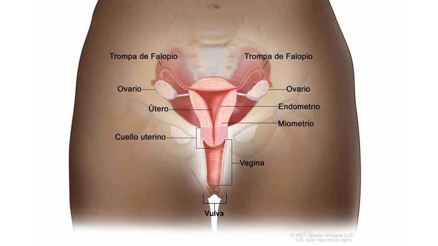 GYN Diagram Spanish Ilustración médica del sistema reproductivo de una mujer