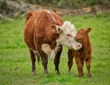 mother-cow-calf Cow snuggling her calf