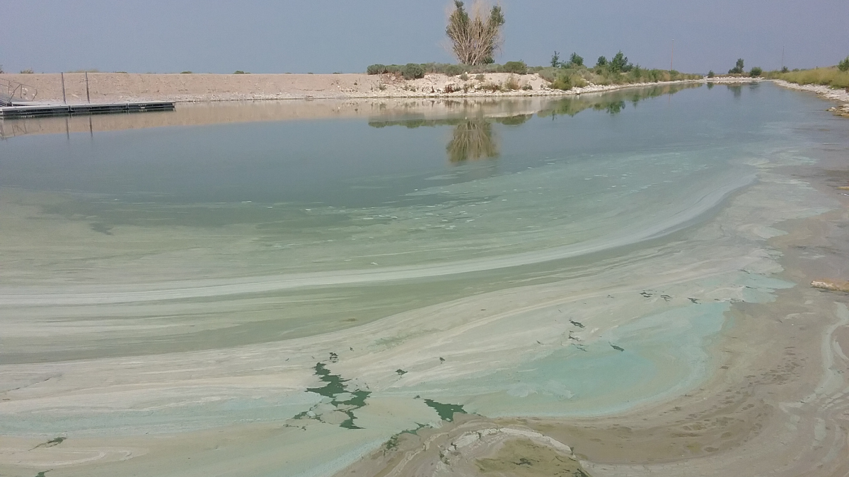 Bloom in marina - Utah Marina with algae-covered water. The water looks like paint has been spilled on it.