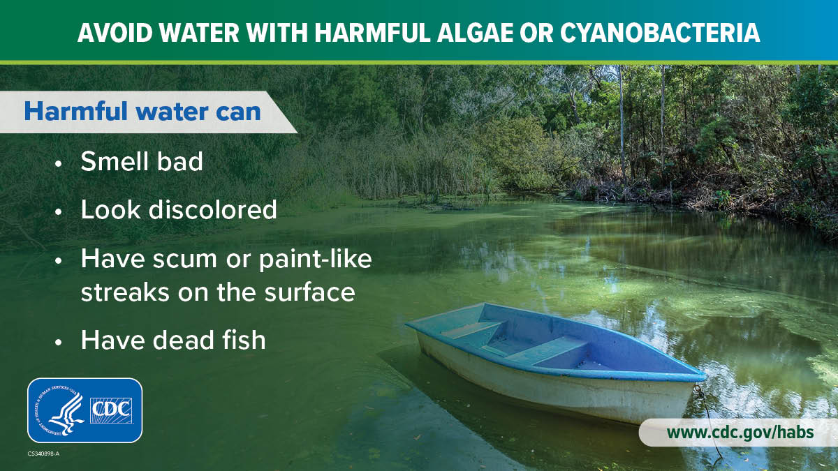 Avoid water with harmful algae or cyanobacteria: 1200x675 How to identify harmful algal bloom or cyanobacteria in water