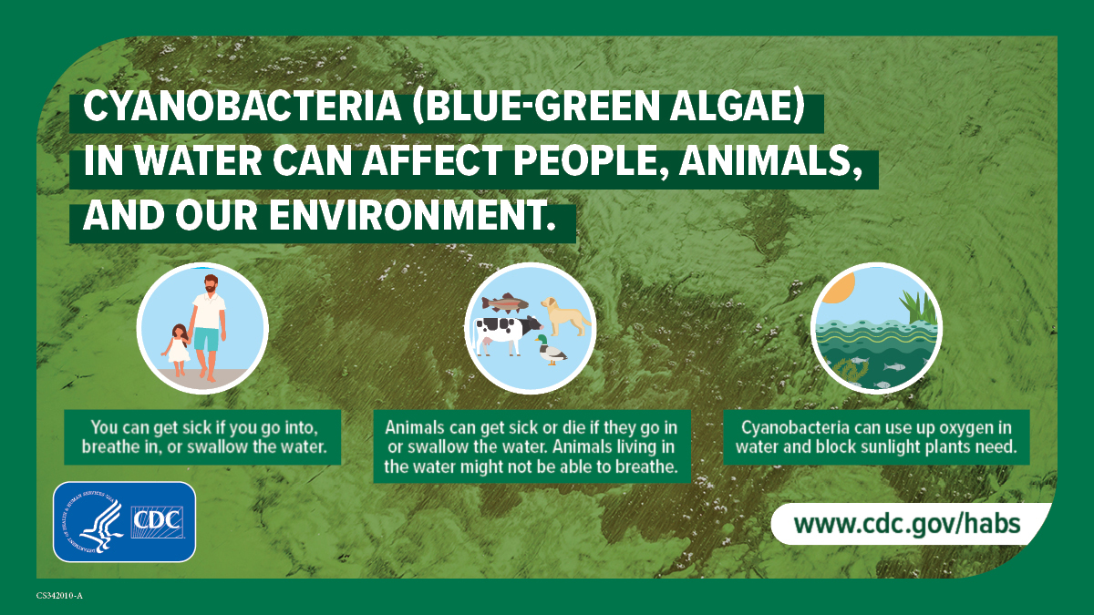 Cyanobacteria (blue-green algae) in water can affect people, animals, and our environment: 1200x675 How harmful algal blooms impact people, animals, and our environment
