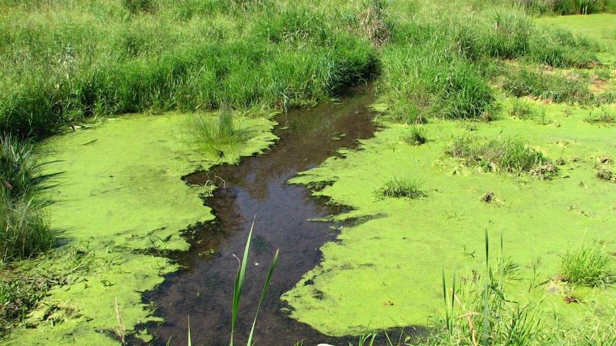 Freshwater harmful algal bloom Clear water coming out of a grassy area cutting through water covered in bright green algae