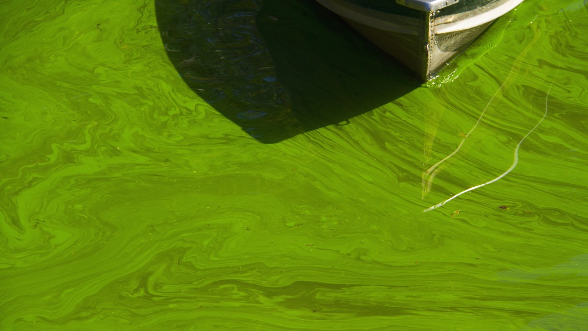 Tip of boat in green water Tip of a metal boat in bright green, algae-covered water