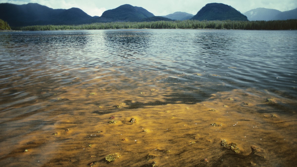 Red tide mountains in background Water partially covered in rust-colored algae with mountains in the background