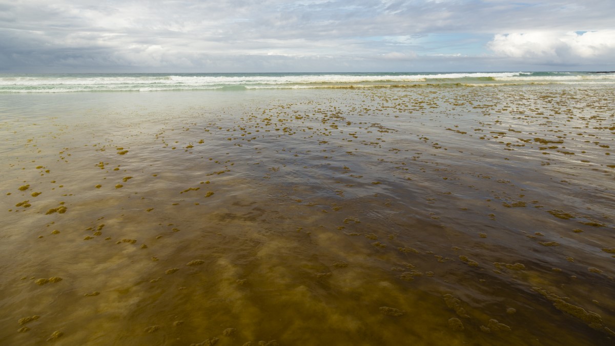 Saltwater harmful algal bloom Ocean with brown-red algae in the water