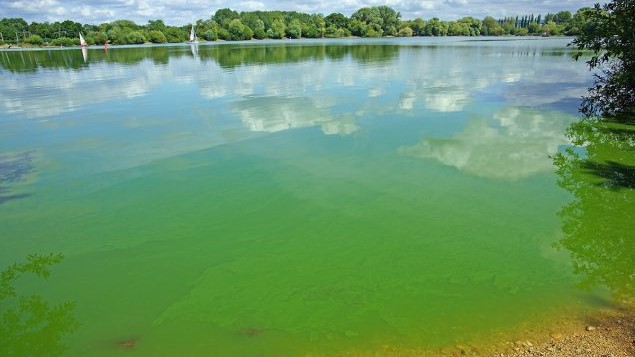 Green lake Lake surrounded by trees and bushes. The lake water is bright green from algae.