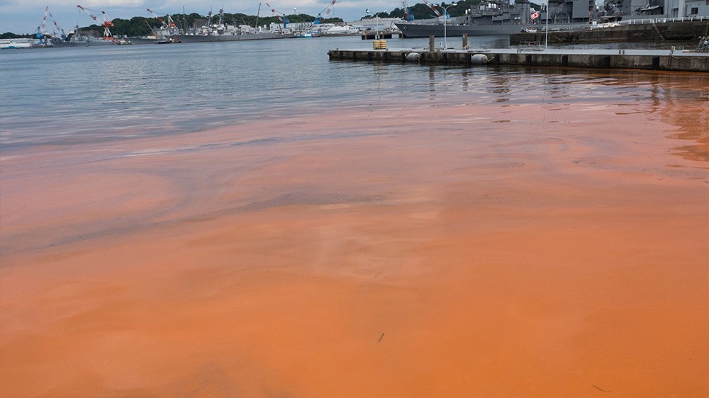 Red-orange bloom in marina Marina with a red-orange bloom of algae in the foreground and docks and boats in the background