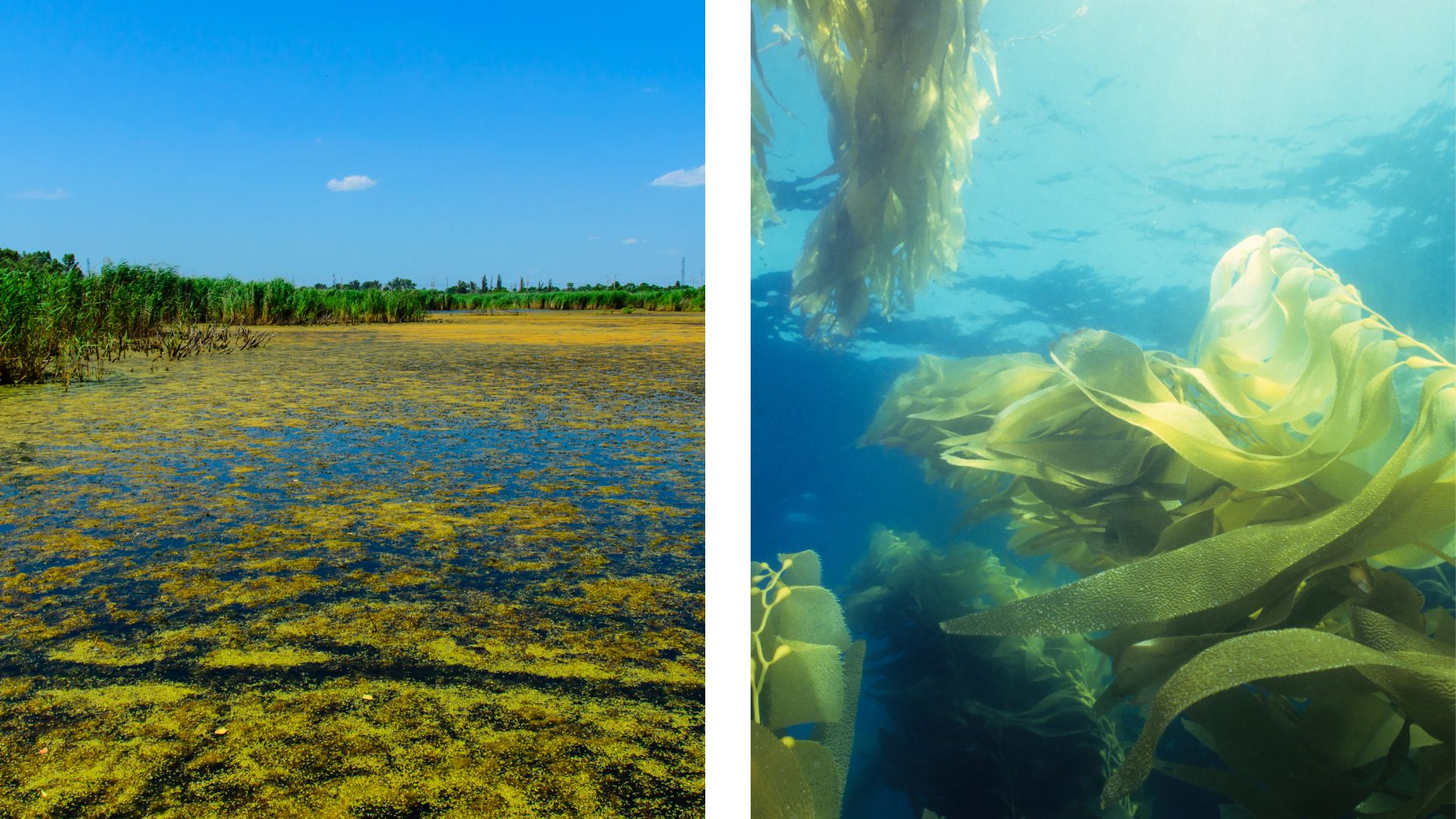 Phytoplankton and seaweed Side-by-side photos showing water covered in small algae on the left and an underwater view of large seaweed plants on the right