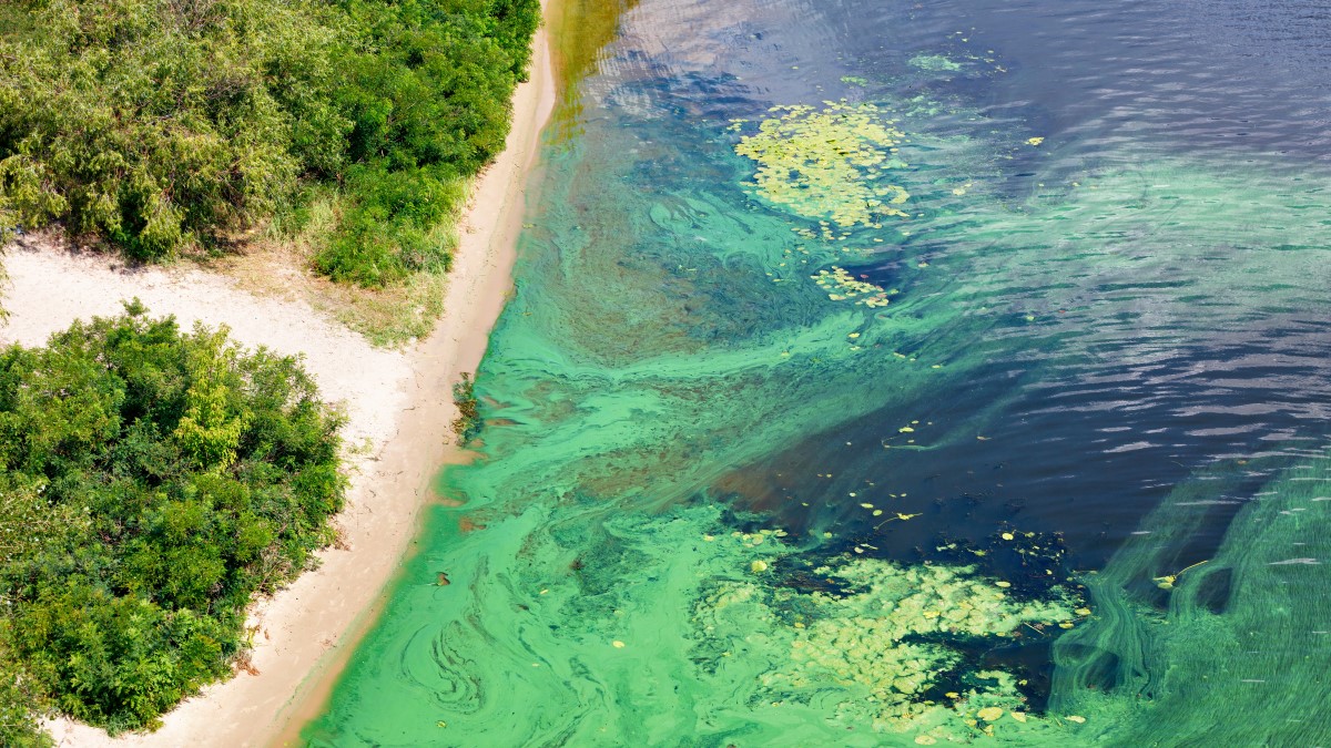 Green HAB along sandy beach Aerial view of water with streaks and mats of bright green algae along a sandy beach with green plants