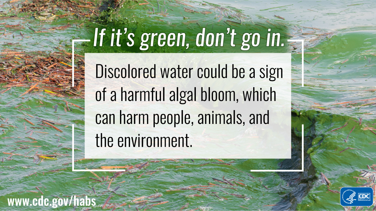 If it's green, don't go in: 1200x675 Avoid discolored water, which can pose risks to people, animals, and the environment