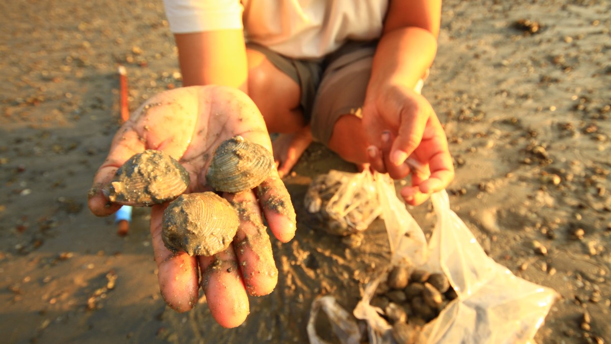 Collecting shellfish Person on a sandy beach holding out three shellfish in their hand. They have two plastic bags full of shellfish on the sand.