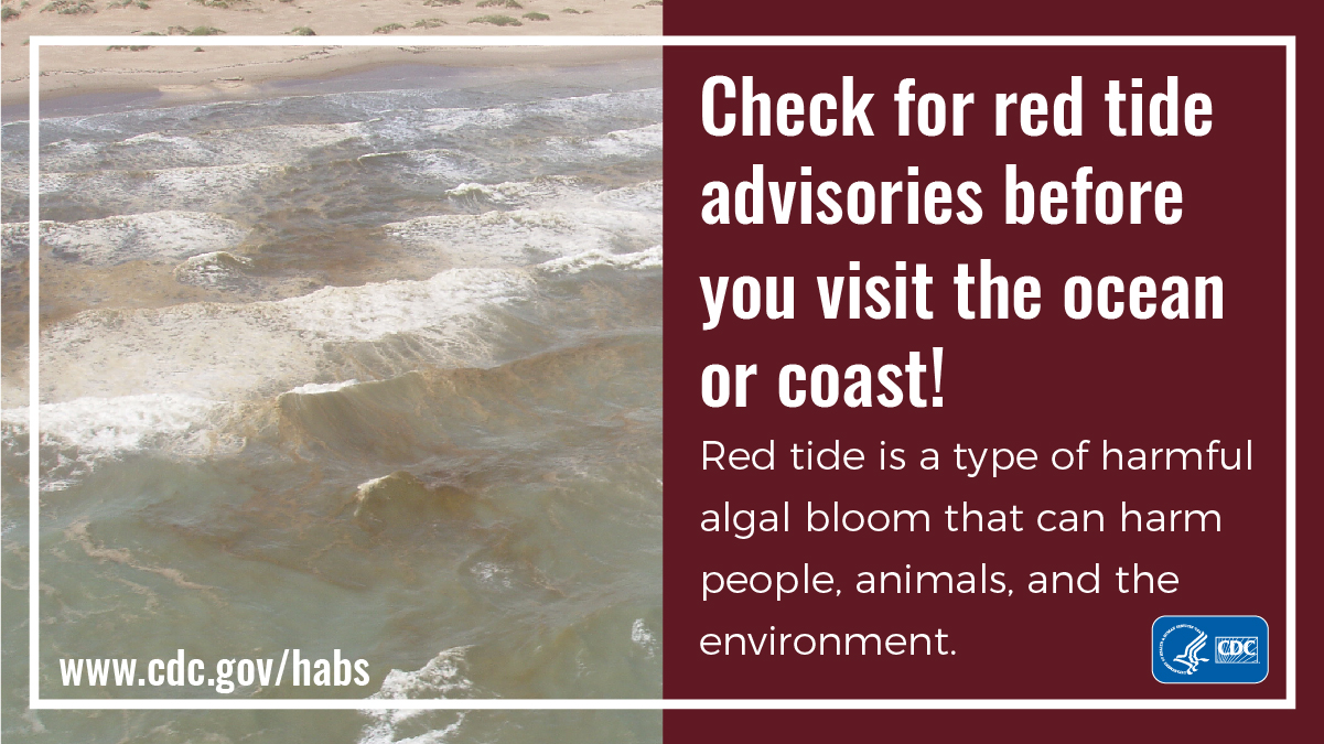 Check for red tide advisories before you visit the ocean or coast: 1200x675 Protect yourself, animals, and the environment from harmful algal blooms by checking red tide advisories