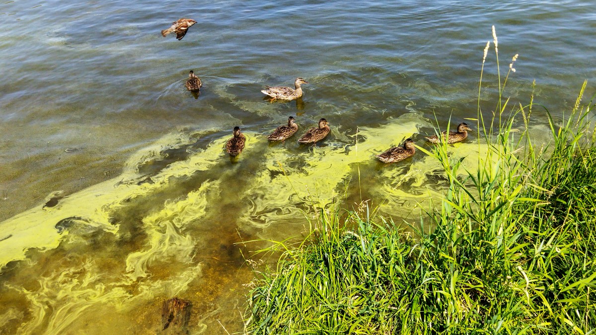 Ducks in swirling blue-green algae Ducks swimming in water with swirling bright green algae