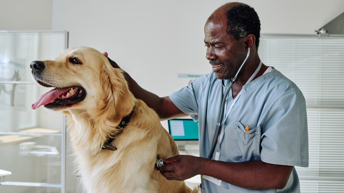 Veterinarian and dog Veterinarian examining a large dog in a veterinary office