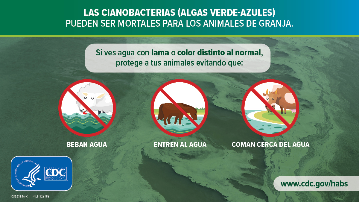 Cyanobacteria (blue-green algae) can be deadly for farm animals: Spanish 1200x675 Activities farm animals should avoid in scummy and discolored water