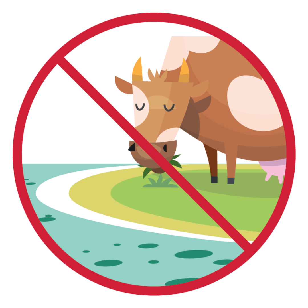 Don't graze near harmful algae graphic Ilustración de una vaca pastoreando cerca de agua con lama verde-azul. Una línea roja atravesando la ilustración indica que los animales no deberían comer cerca de este tipo de agua.