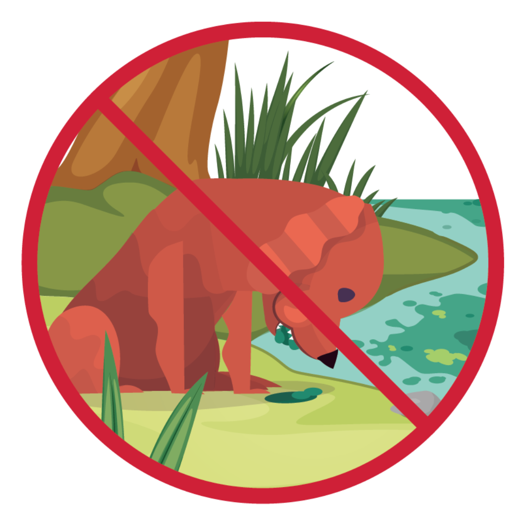 Don't let animals eat algae Ilustración de un perro comiendo un trozo de alga cerca de agua con lama. Una línea roja atravesando la ilustración indica que sus animales no deberían comer algas.